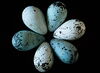 Pointy eggs more likely to stay in cliffside nests, study finds