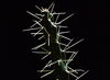 Beware the jumping cholla